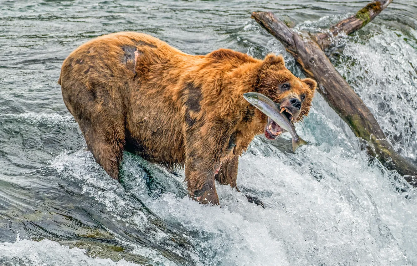 Photo wallpaper Water, River, Bear, Log, Salmon