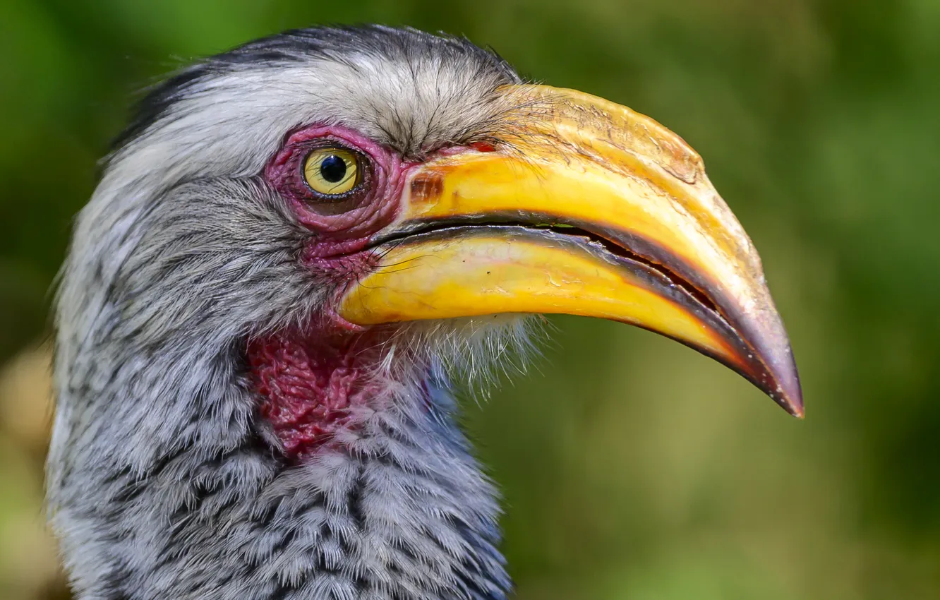 Photo wallpaper Big Bird, ugly, beak, Piercing Eyes