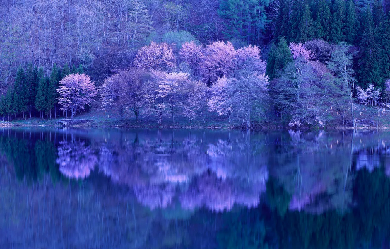 Photo wallpaper trees, lake, reflection, flowering