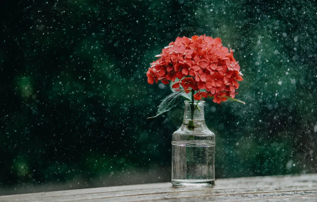 Photo wallpaper drops, flowers, the dark background, rain, Board, bottle, bouquet, red