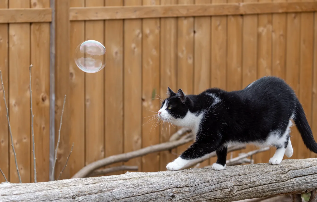 Photo wallpaper cat, cat, look, nature, pose, face