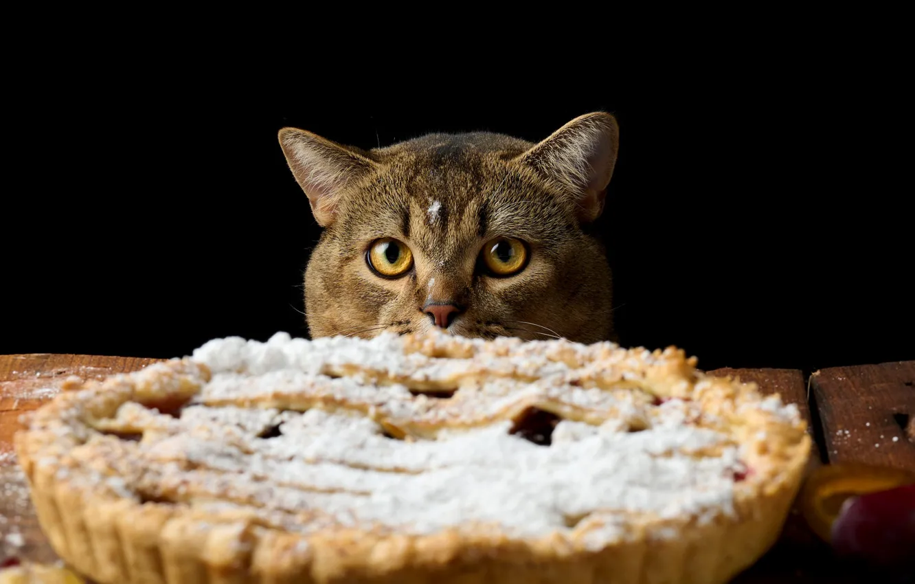 Photo wallpaper cat, cat, look, pose, table, grey, Board, food