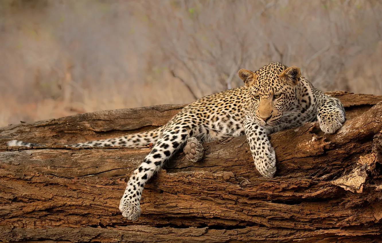 Photo wallpaper trees, branches, nature, pose, background, paws, leopard, lies
