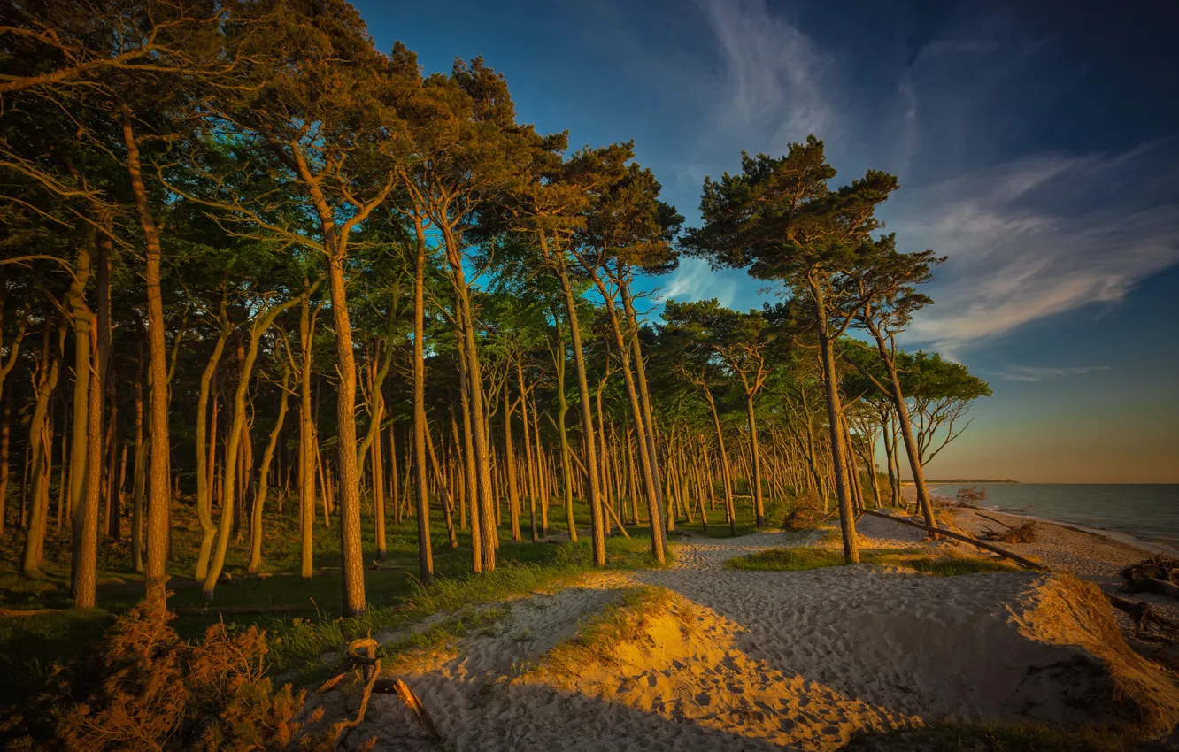 Photo wallpaper sand, forest, beach, the sky, clouds, light, trees, branches