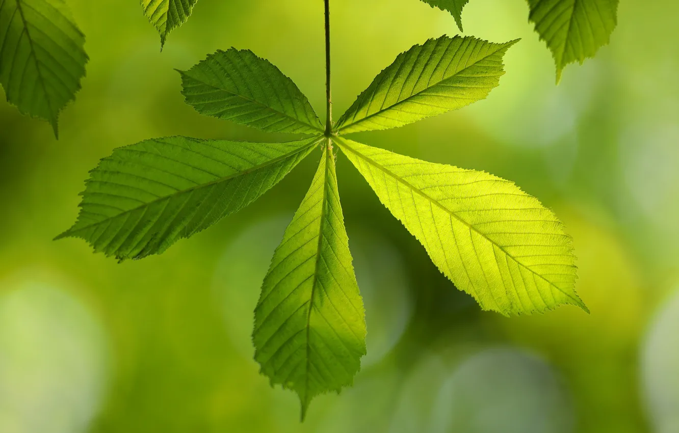 Photo wallpaper leaves, macro, background, chestnuts