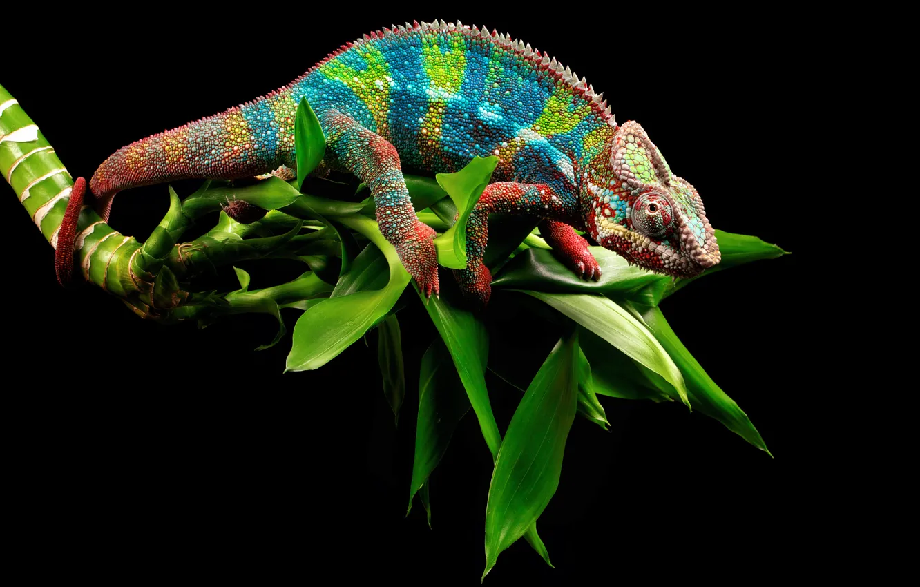 Photo wallpaper eyes, leaves, branches, chameleon, tail