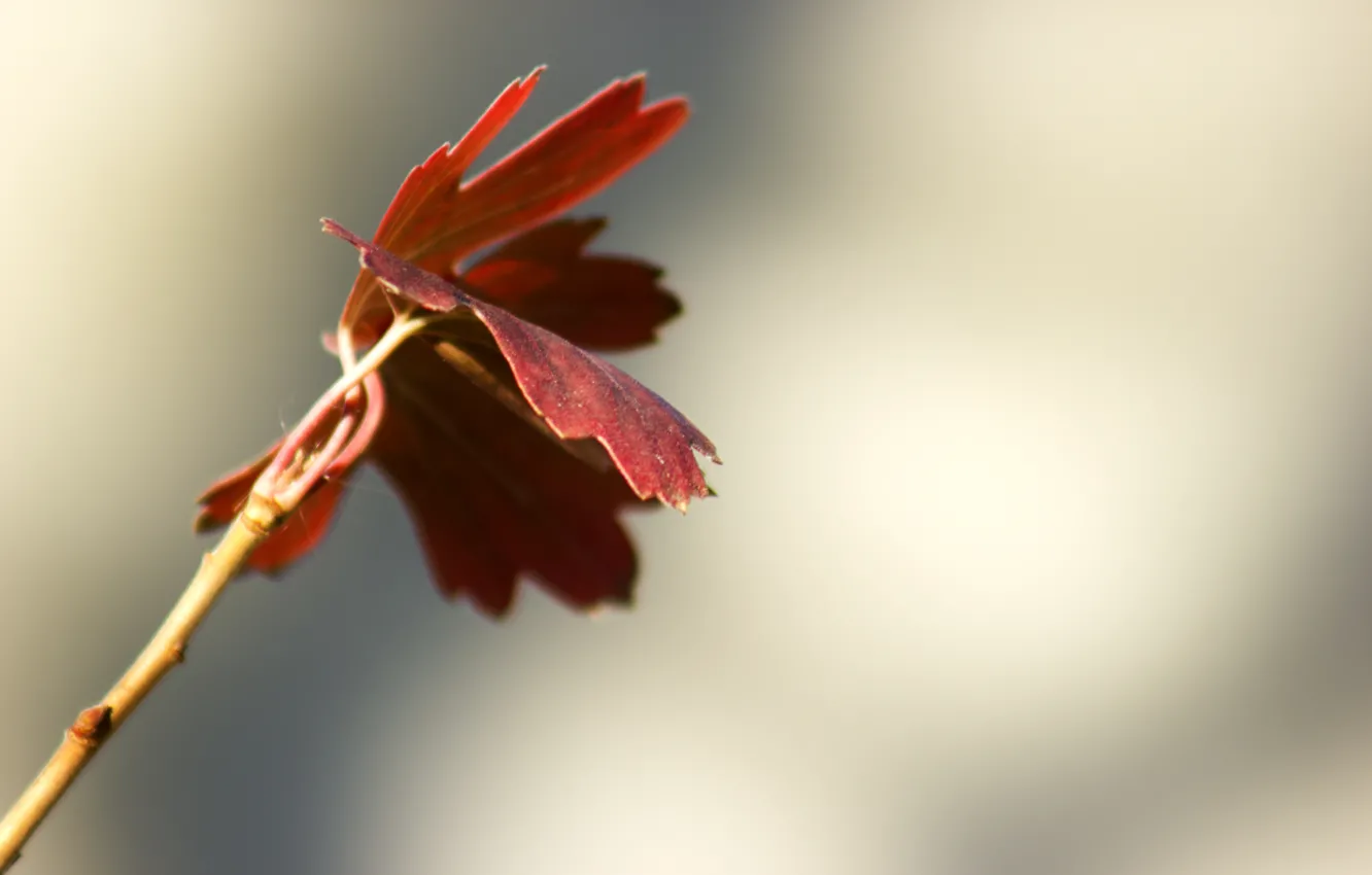 Photo wallpaper autumn, leaves, branches, red, nature, background, Wallpaper, maple