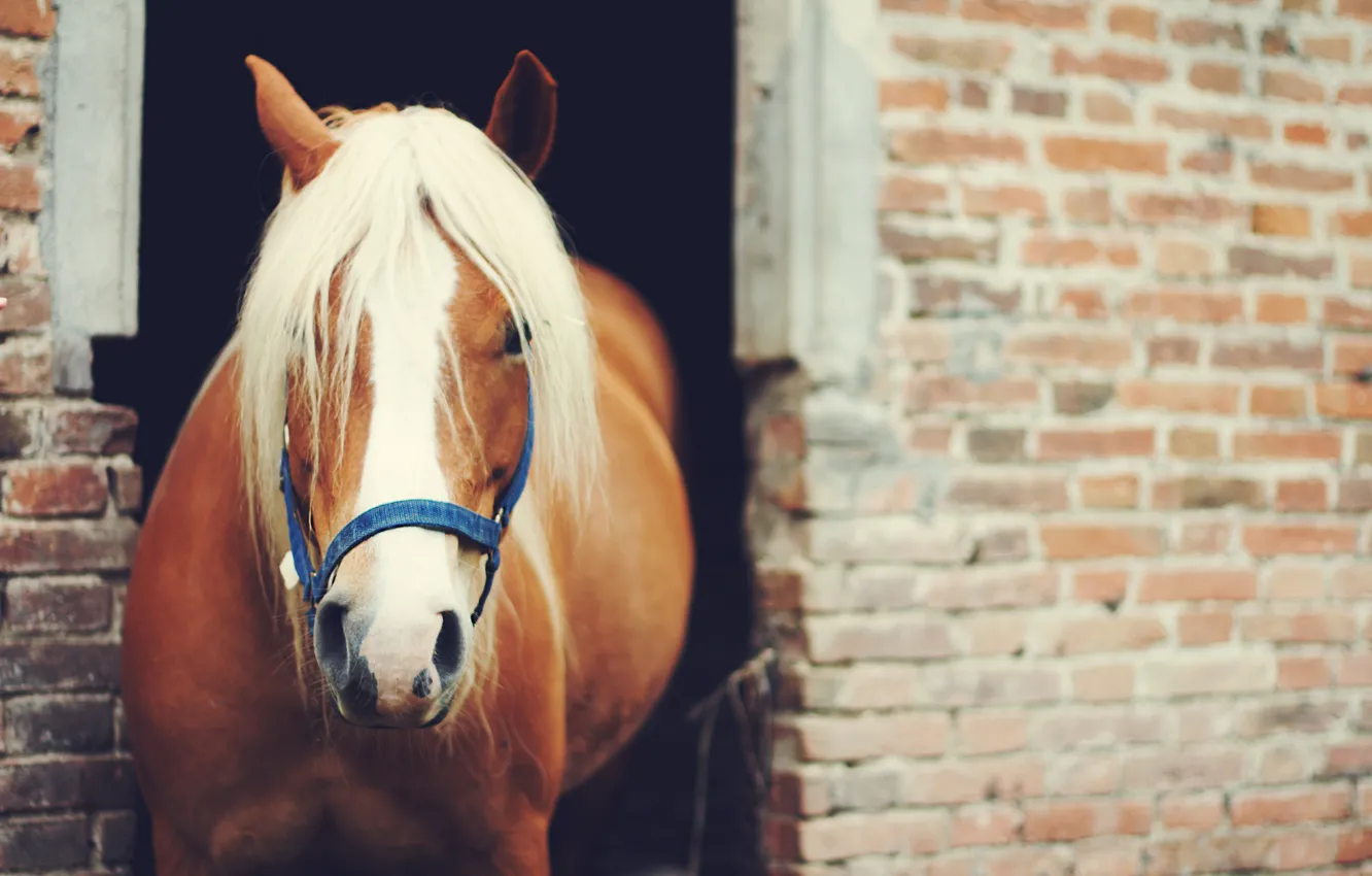 Photo wallpaper animal, horse, horse