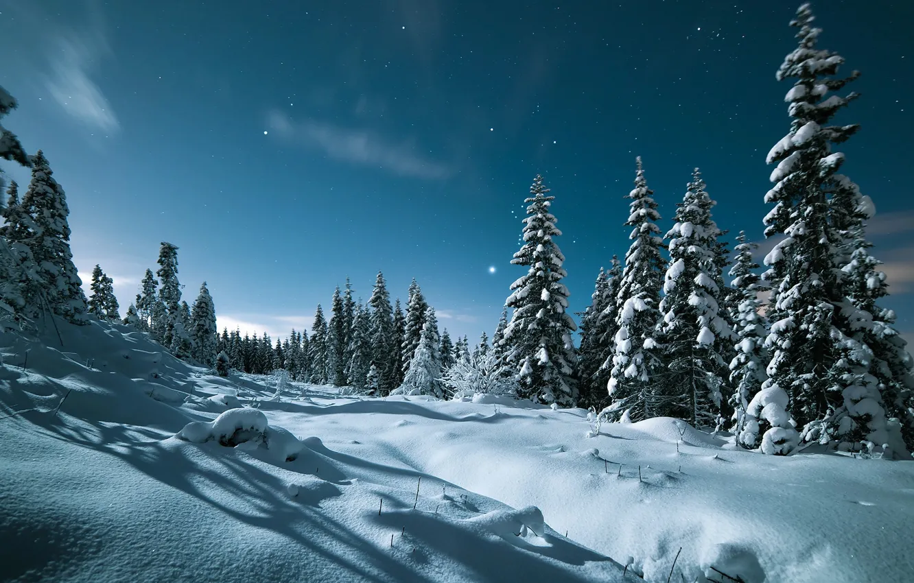 Photo wallpaper winter, the sky, snow, trees, landscape, nature, stars, the evening