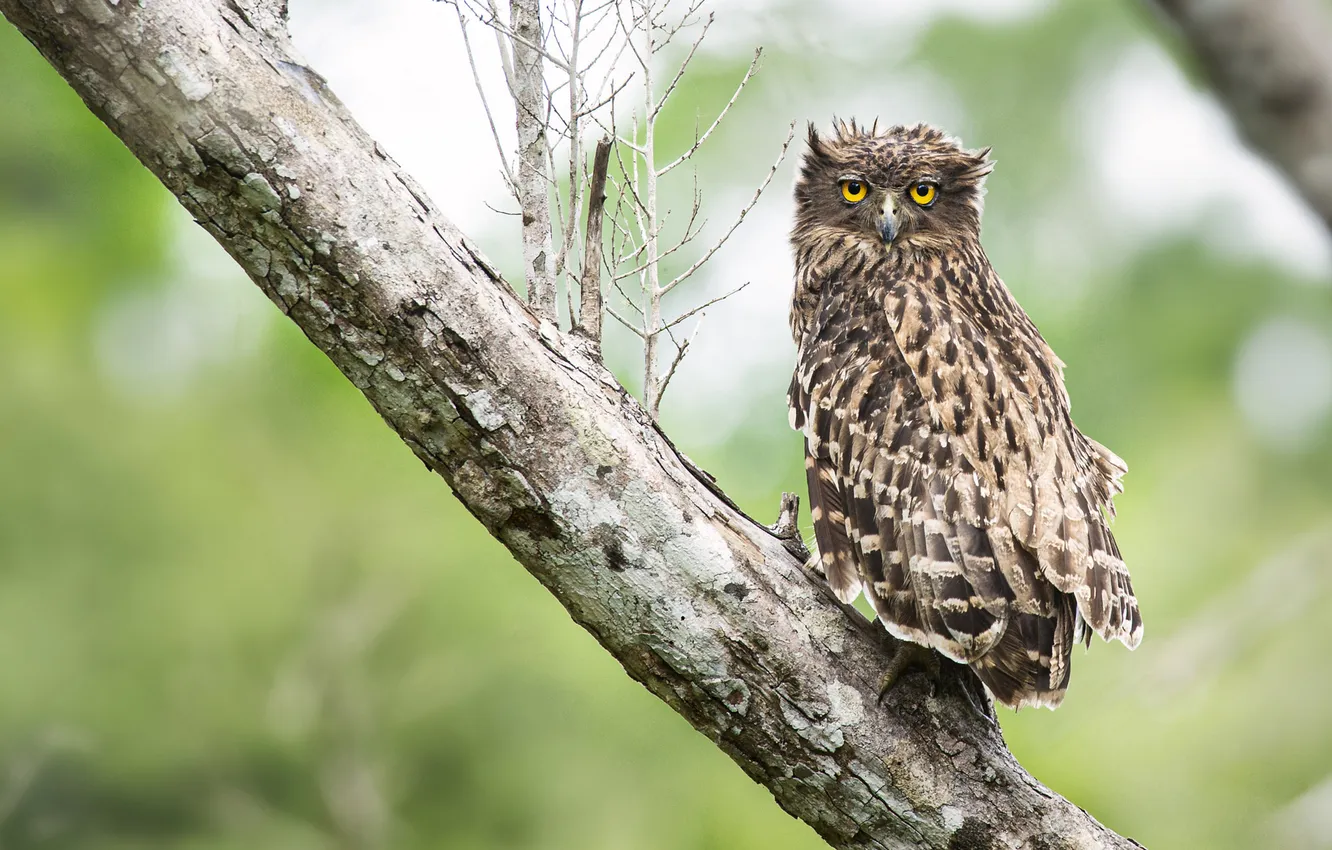 Photo wallpaper trees, look, owl, owl, fish owl, bokeh, trunk, bird