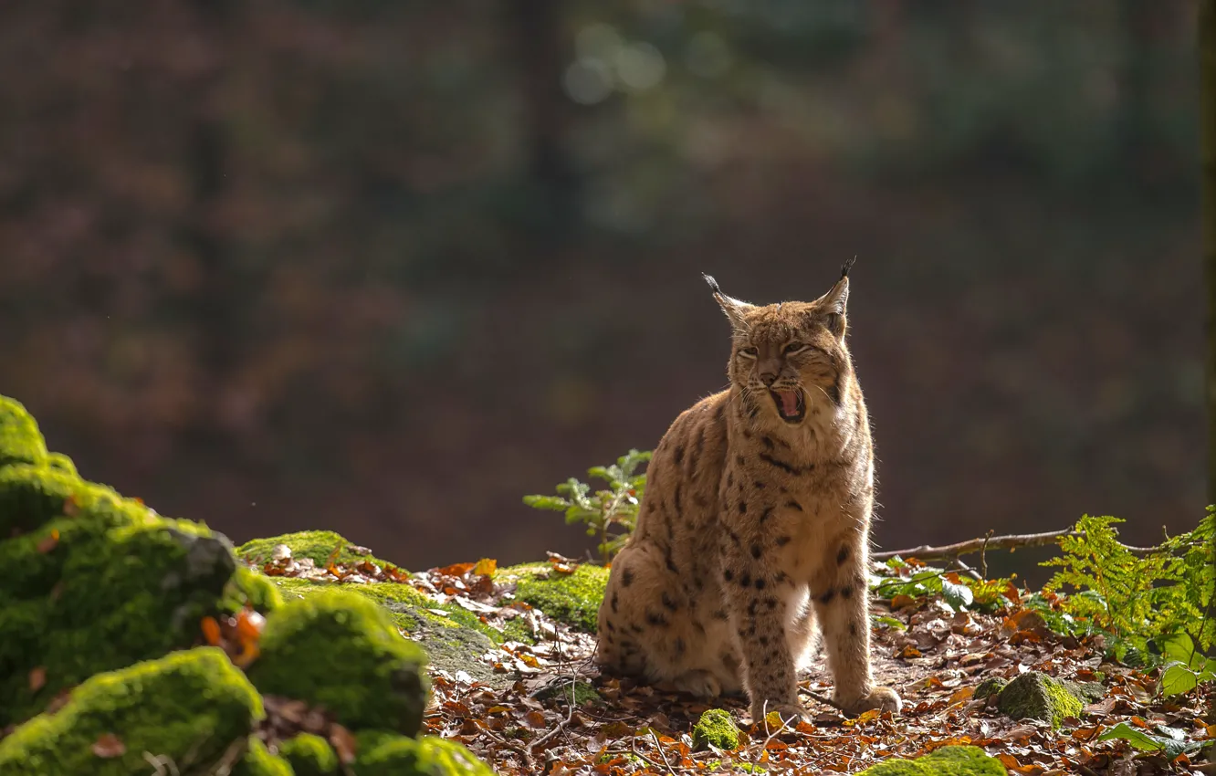 Photo wallpaper lynx, wild cat, yawn