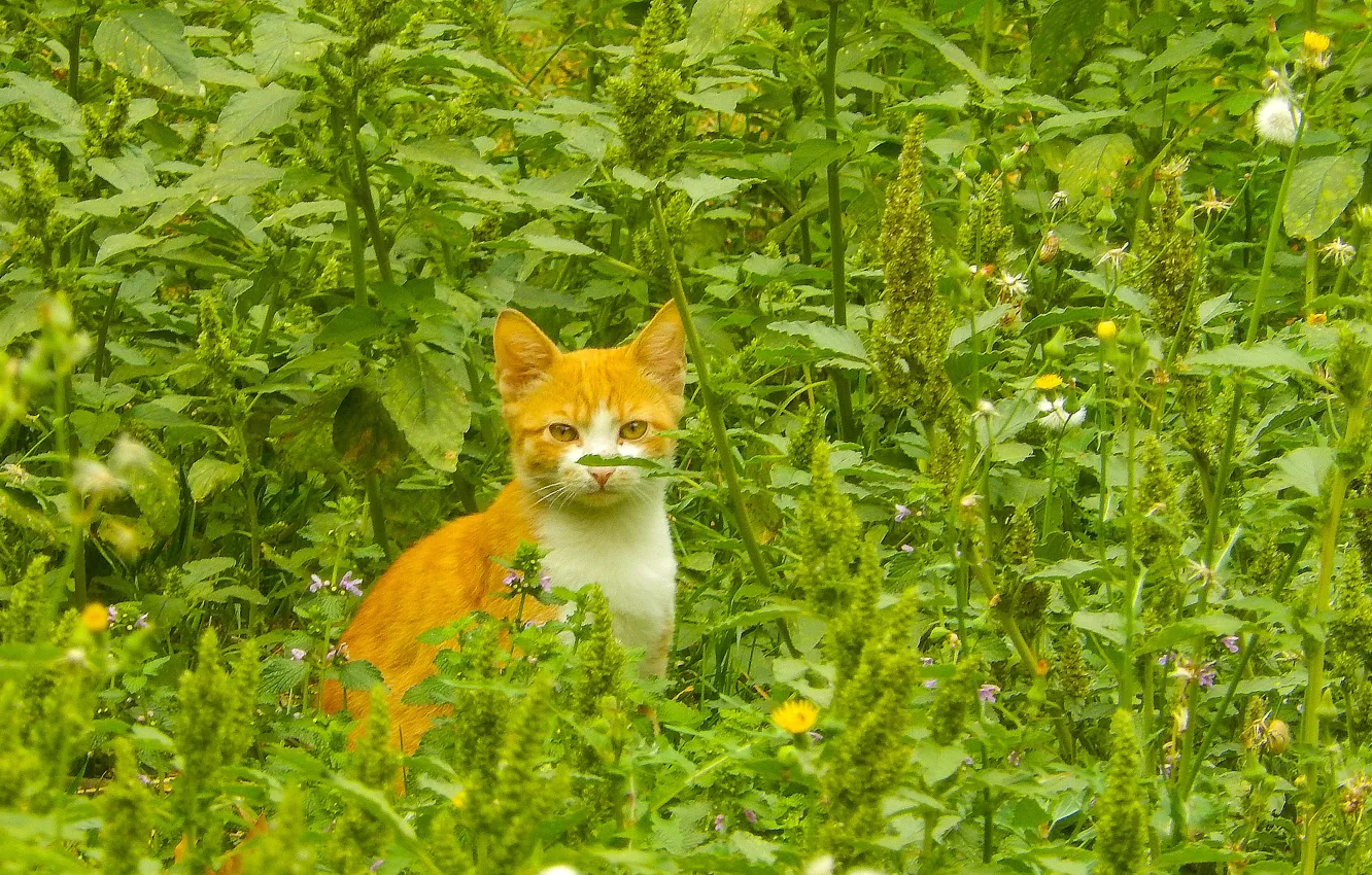 Photo wallpaper cat, grass, cat, green grass, widescreen, background, the Wallpapers, full screen
