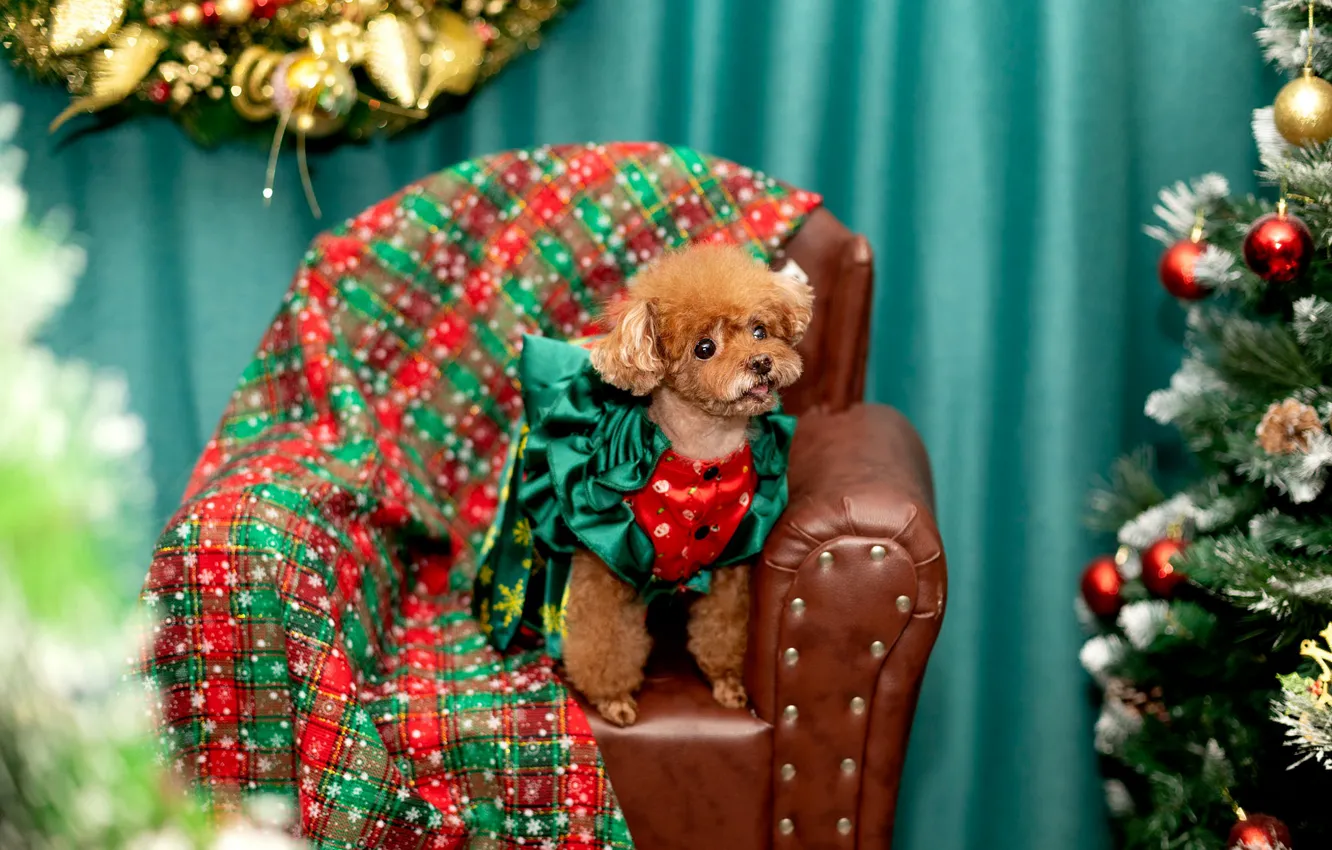 Photo wallpaper language, look, new year, dog, chair, Christmas, costume, outfit