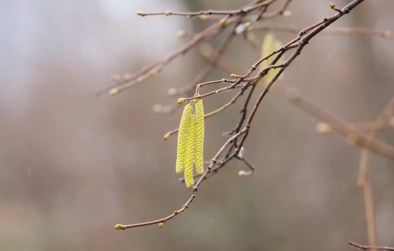 Photo wallpaper tree, plant, twig