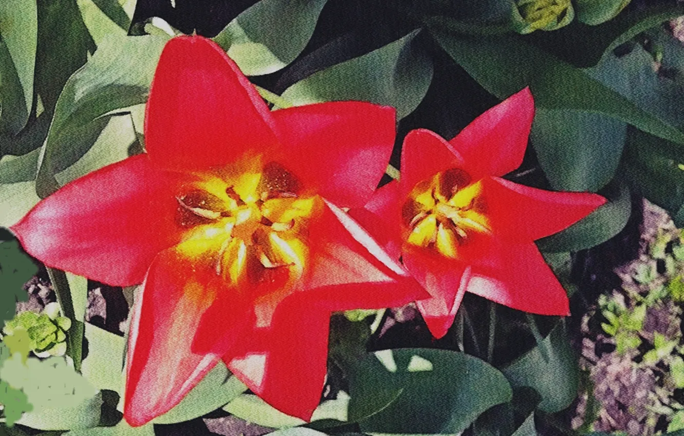 Photo wallpaper flowers, spring, may2023
