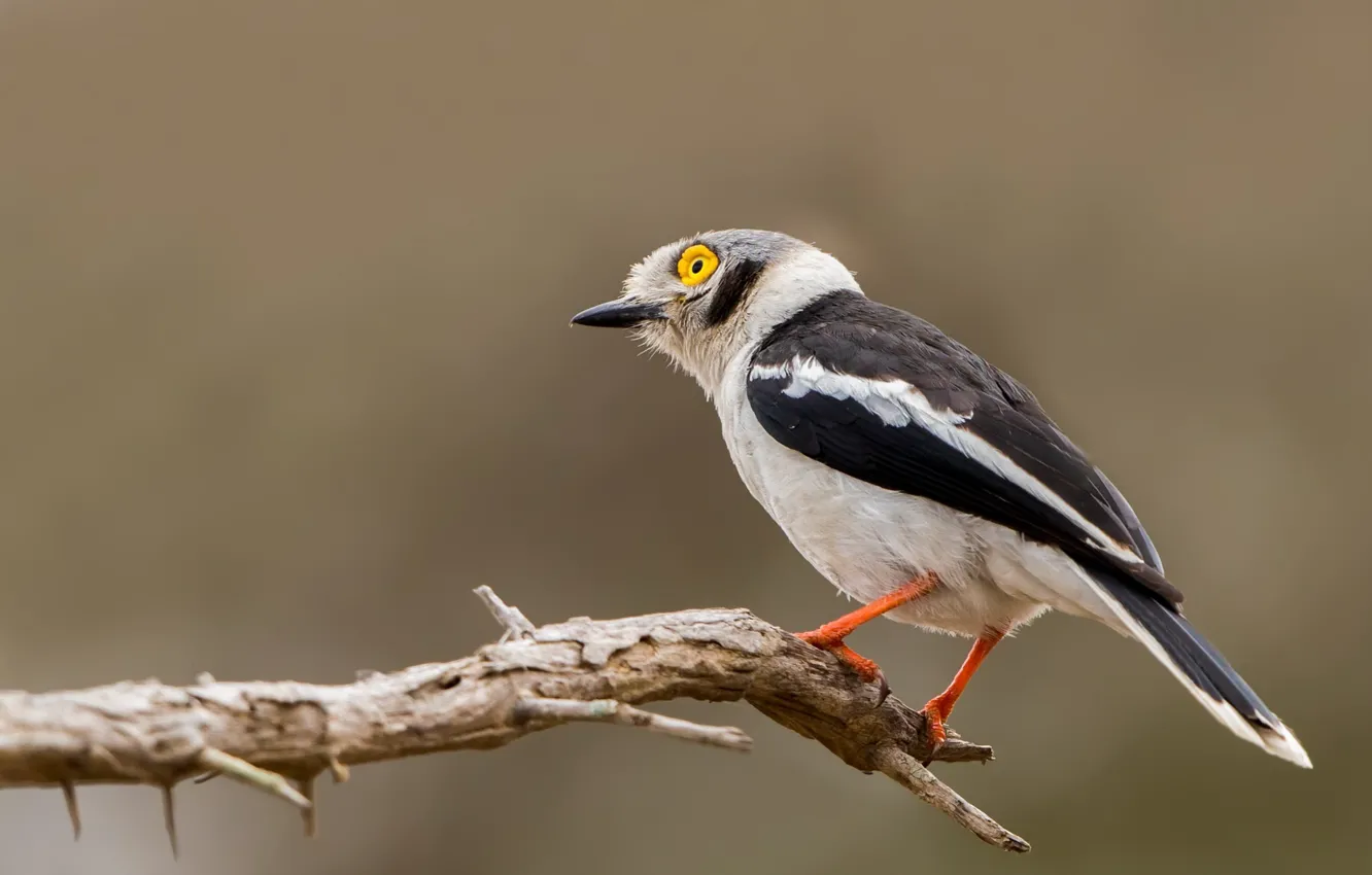 Photo wallpaper South Africa, Kruger National Park, White-crested Helmetshrike