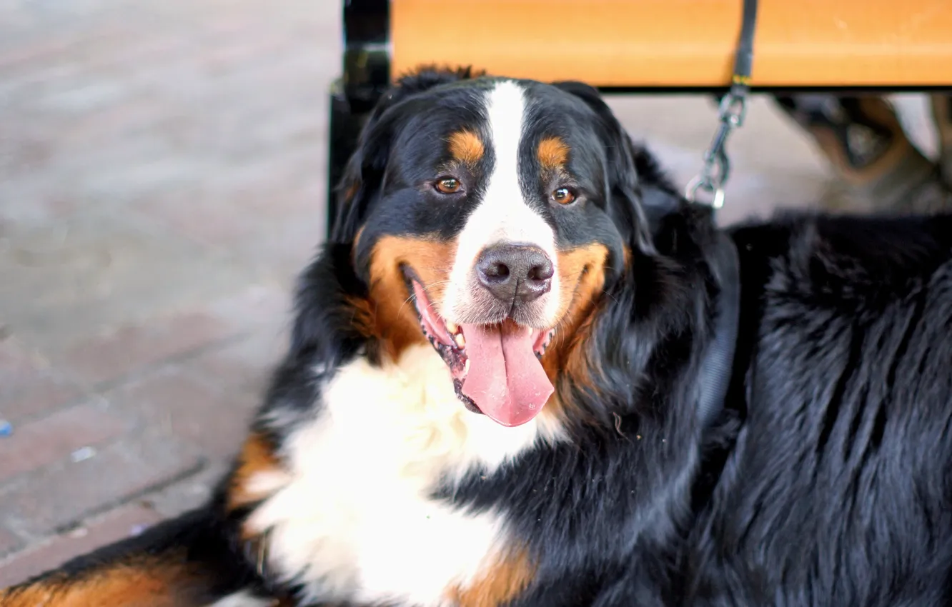 Photo wallpaper dog, animal, pet