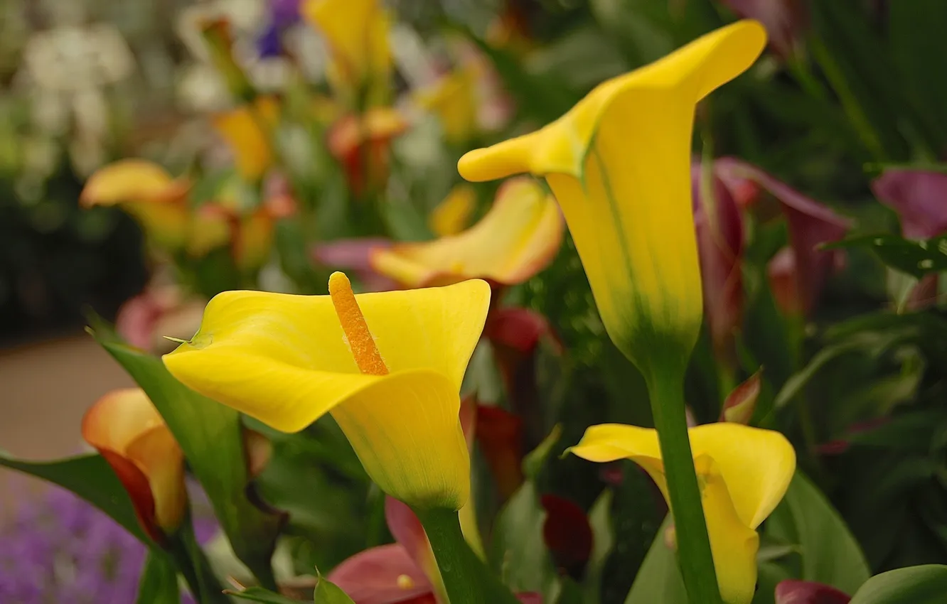 Photo wallpaper macro, nature, garden, Calla lilies