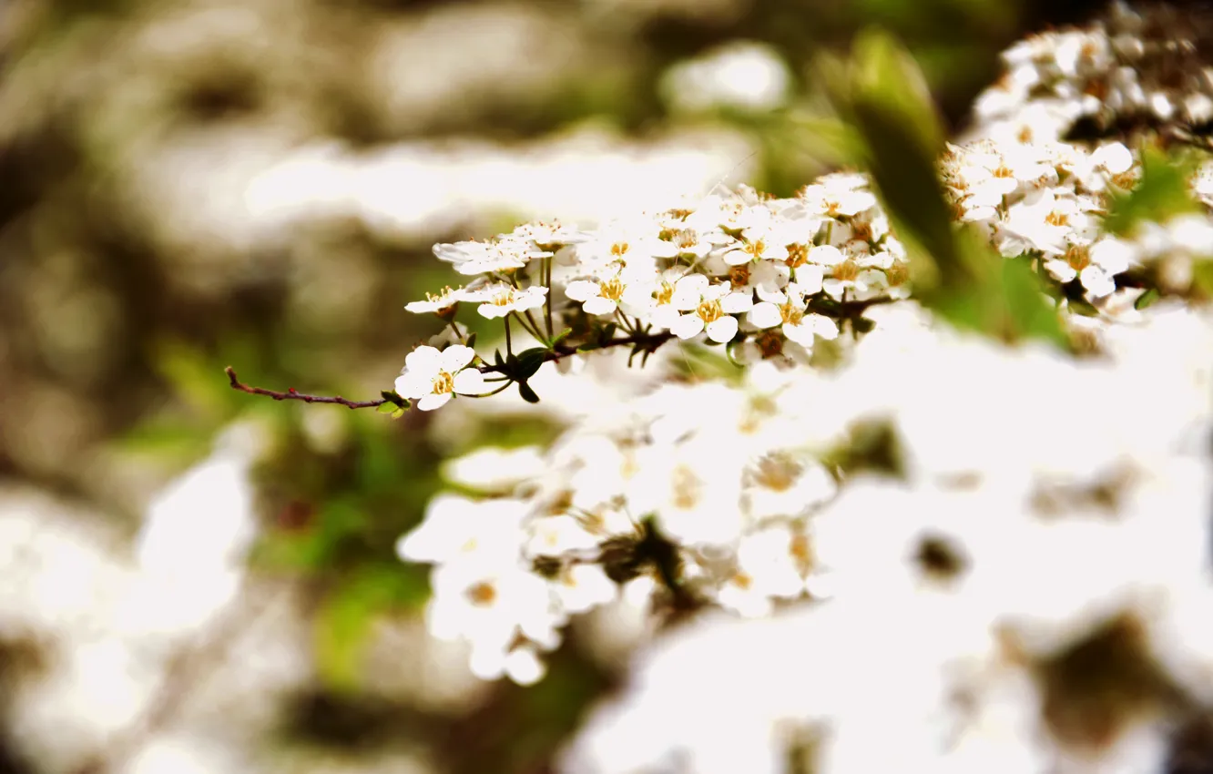 Photo wallpaper flowers, beauty, may, Sunny, The Botanical garden