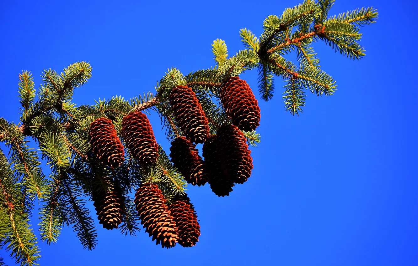 Photo wallpaper branch, spruce, bumps