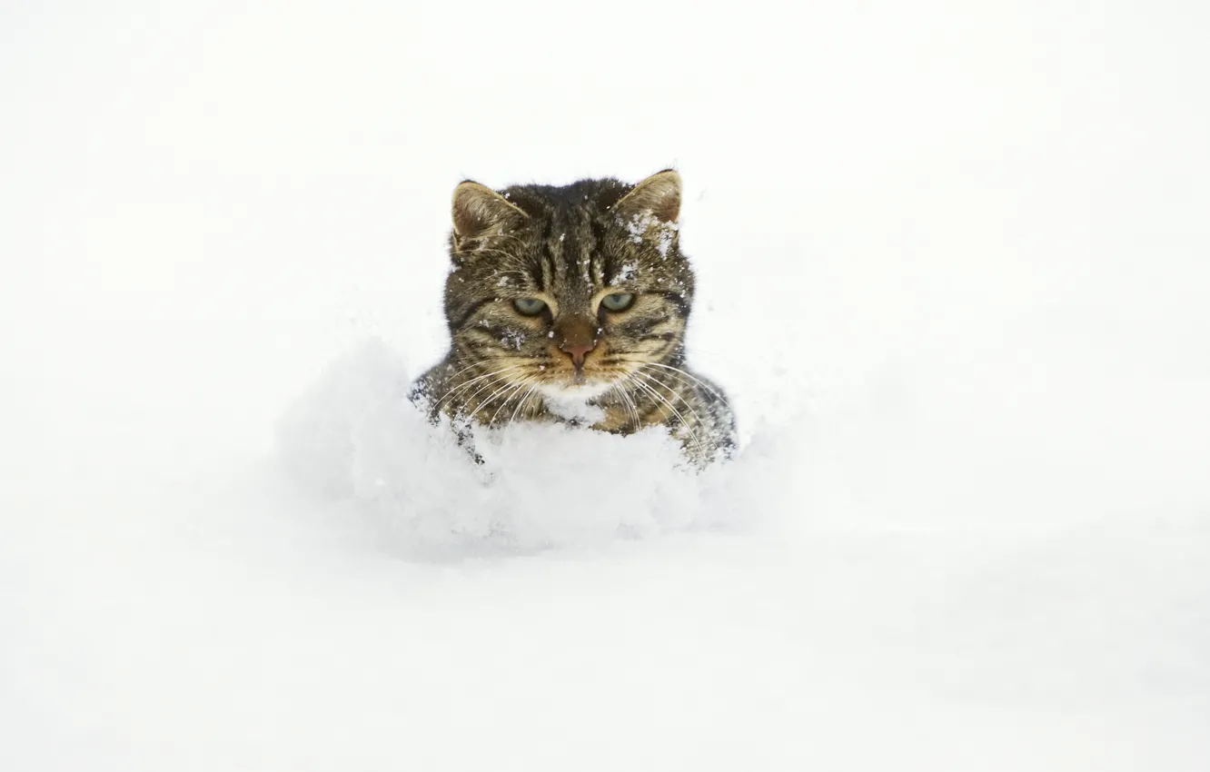 Photo wallpaper cat, snow, the snow