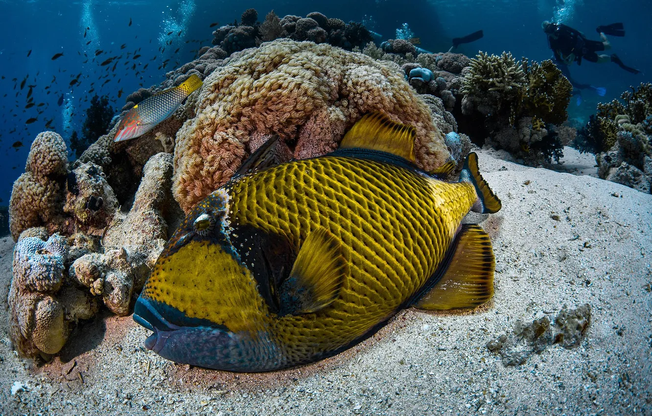 Photo wallpaper stones, fatigue, fish, under water, PEREPECHAEV PAVEL, trigger on vacation