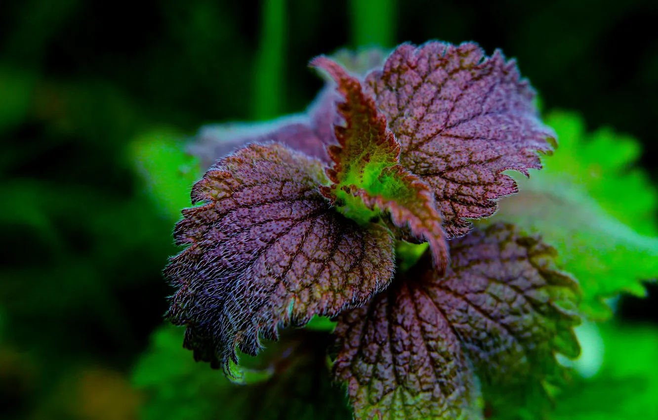 Photo wallpaper spring, leaf, plant