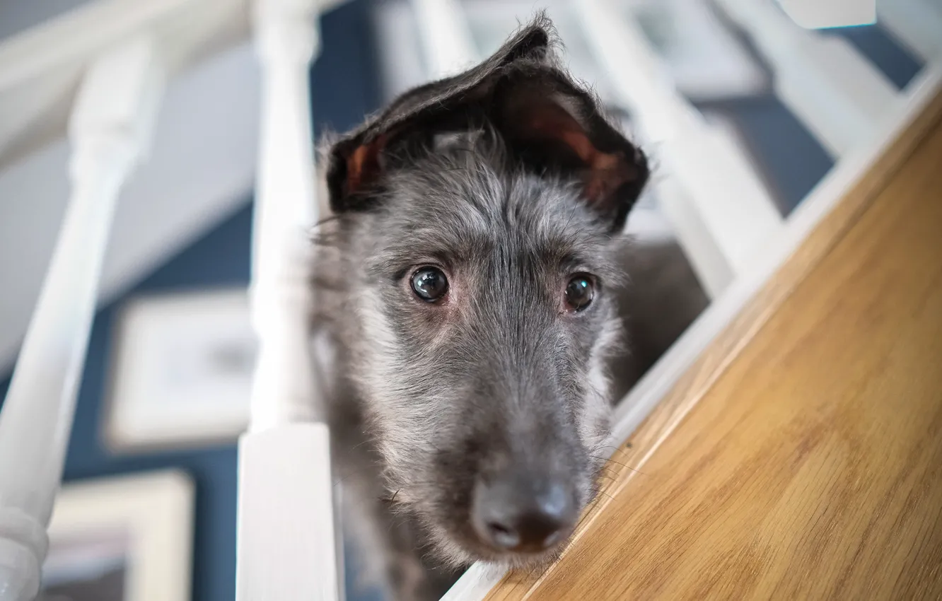 Photo wallpaper each, home, dog