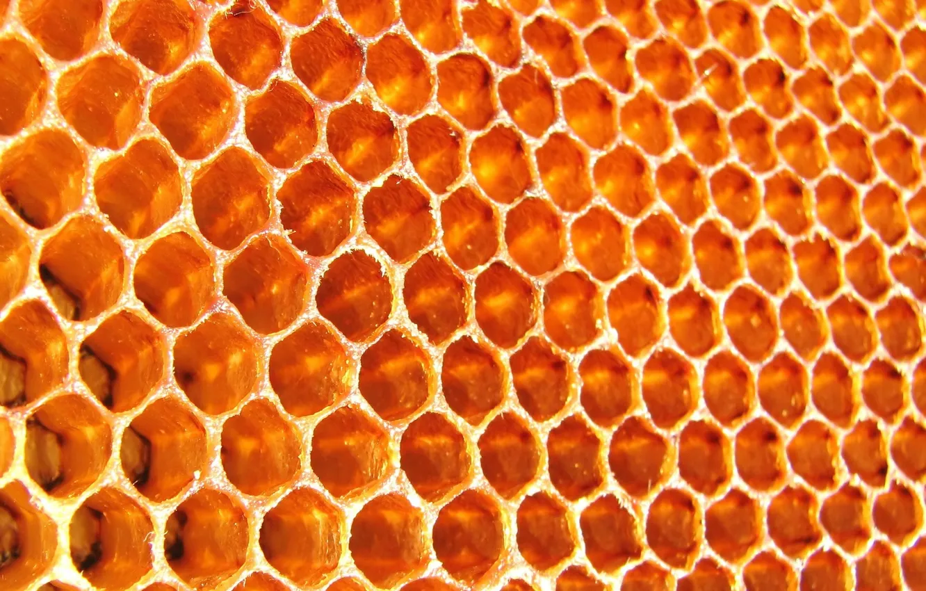 Photo wallpaper orange, cell, form