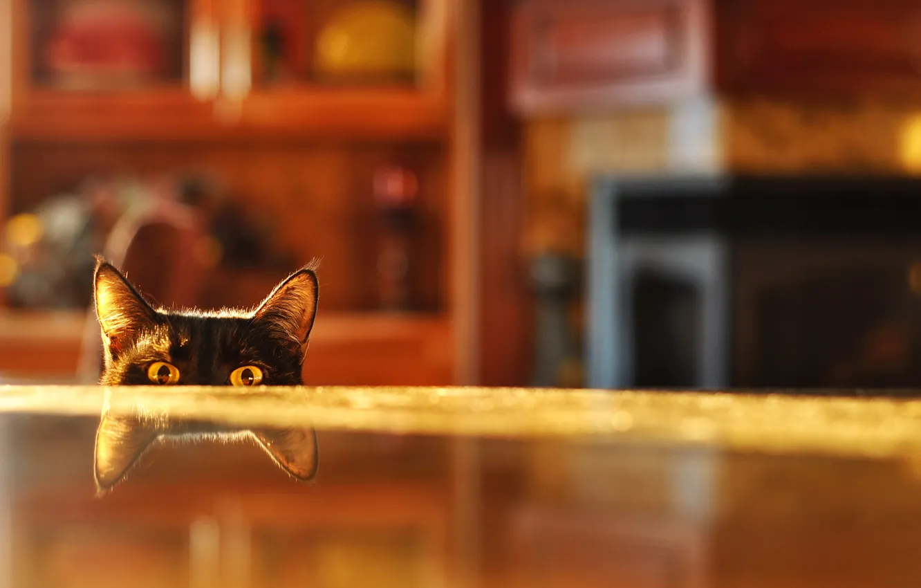 Photo wallpaper cat, reflection, table, room, blur, spying