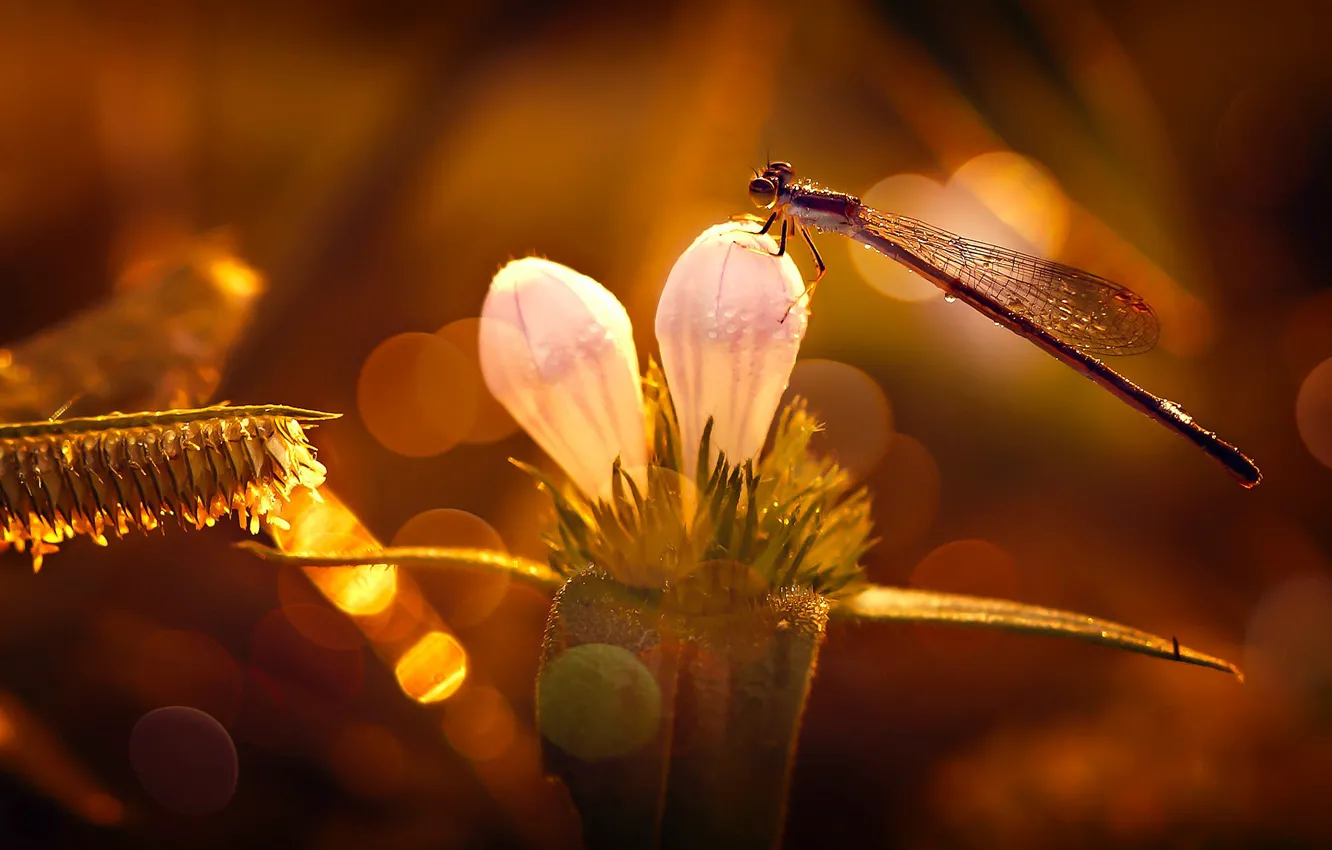 Photo wallpaper drops, light, flowers, dragonfly, buds