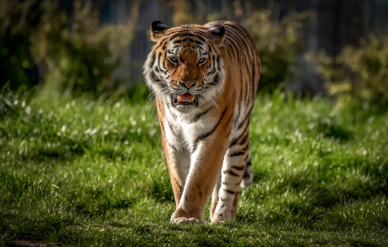 Photo wallpaper grass, tiger, predator, wild cat