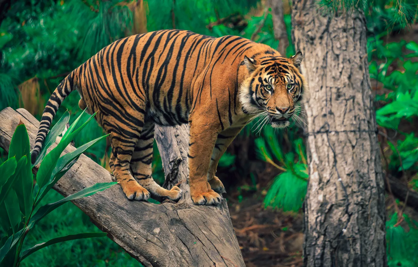 Photo wallpaper forest, look, tiger, pose, tree, foliage, jungle