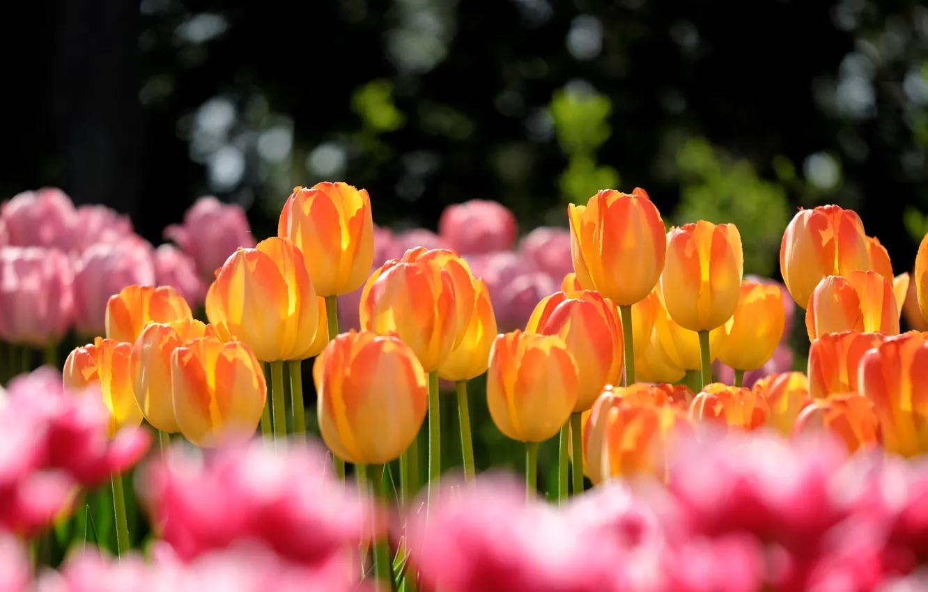 Photo wallpaper light, flowers, background, spring, tulips, orange, buds, flowerbed