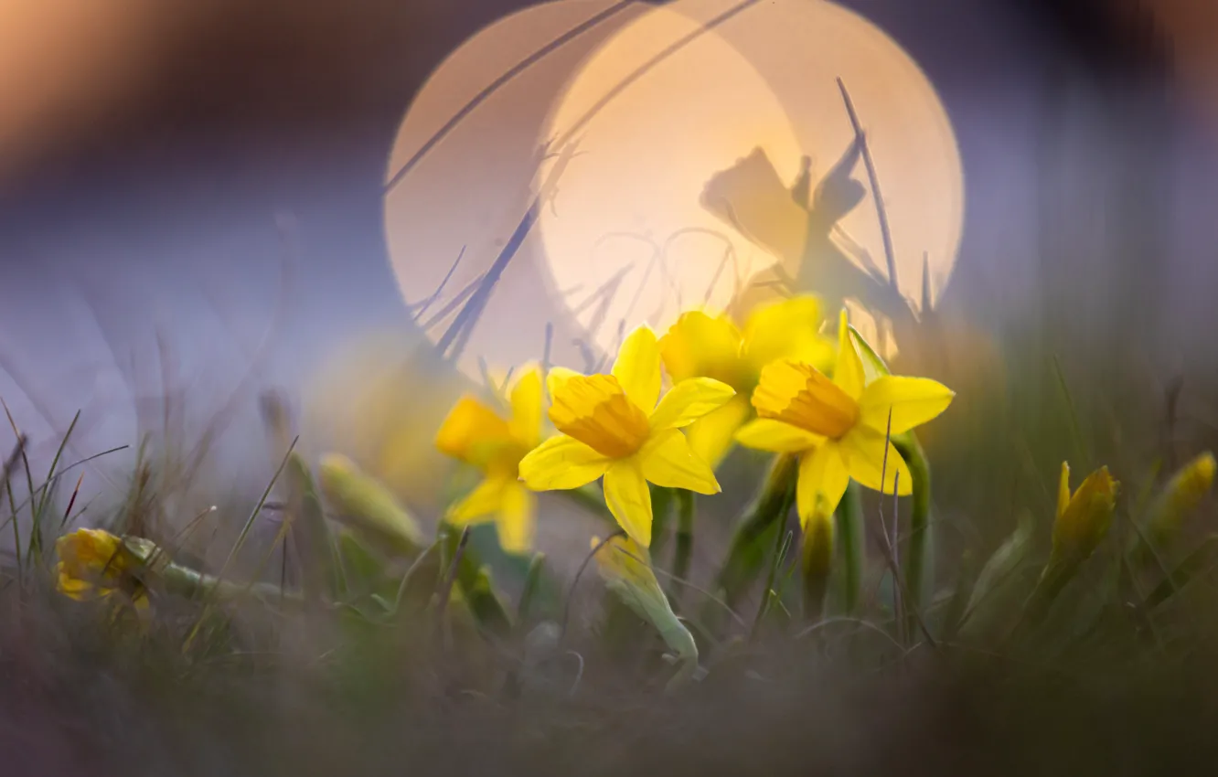 Photo wallpaper grass, light, flowers, yellow, glare, glade, blur, spring