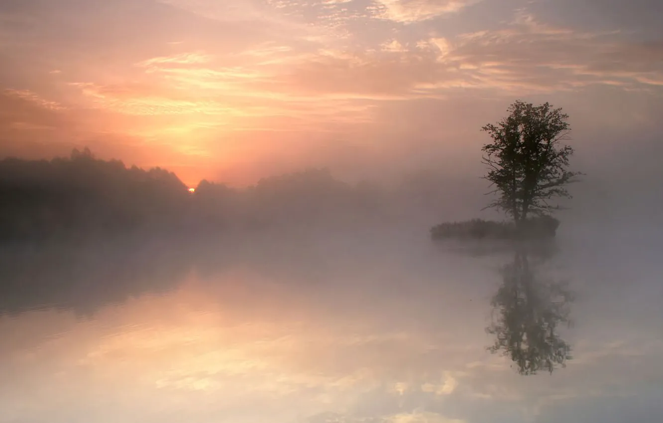 Photo wallpaper fog, lake, reflection, tree, morning