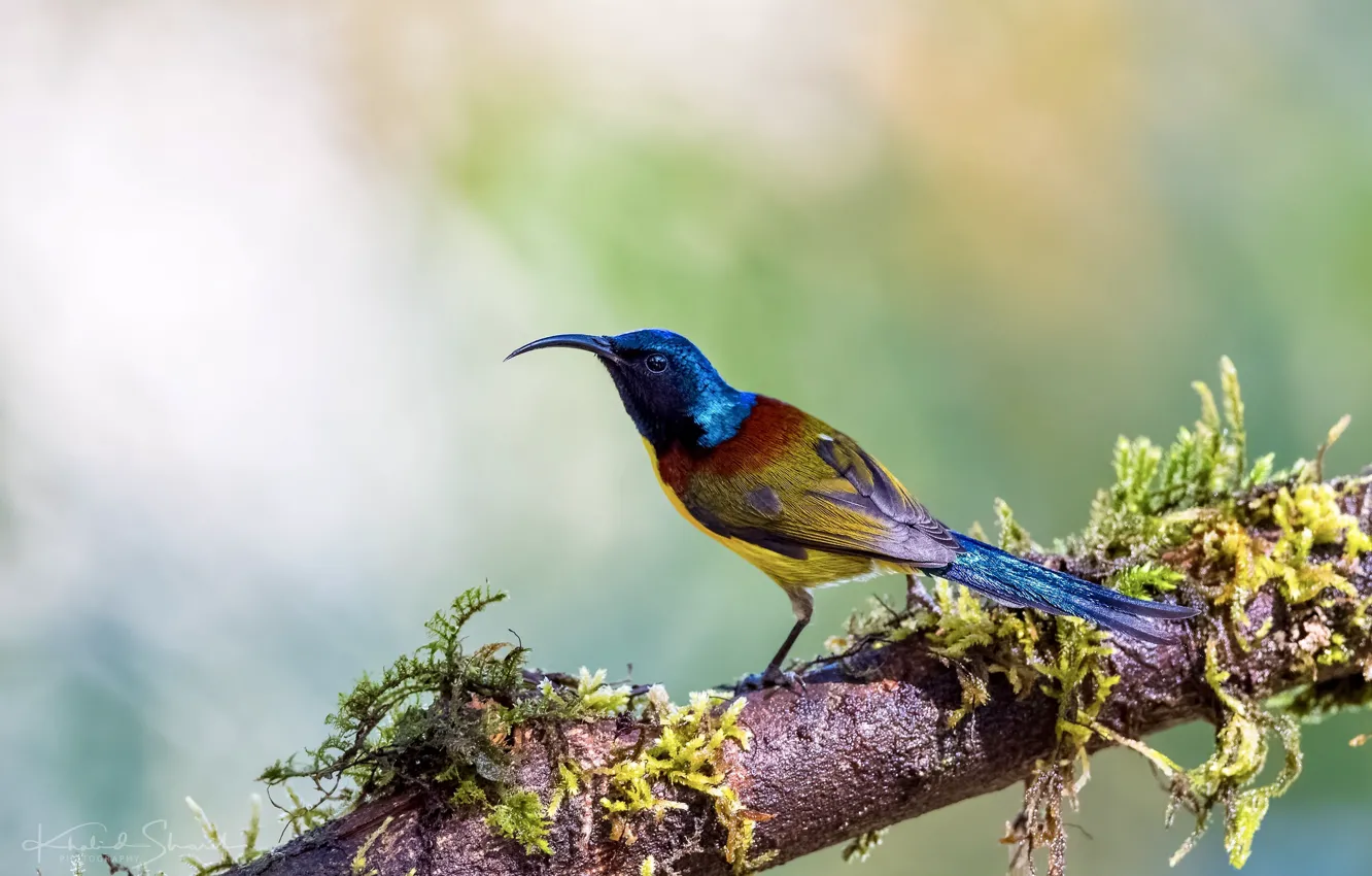 Photo wallpaper bird, branch, colorful, the Sunbird