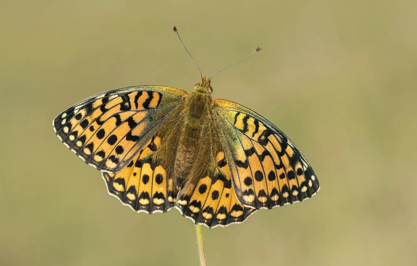 Photo wallpaper butterfly, wings, antennae