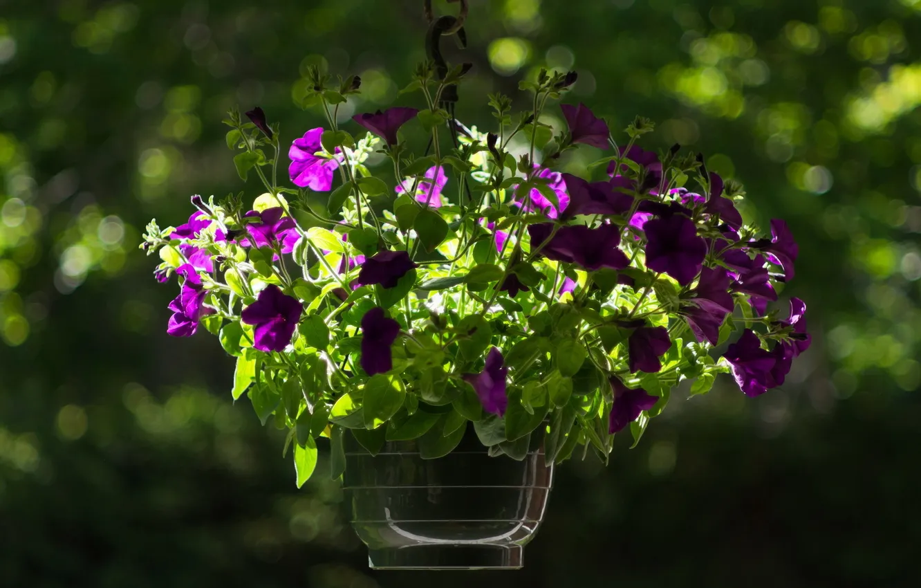 Photo wallpaper macro, flowers, pot