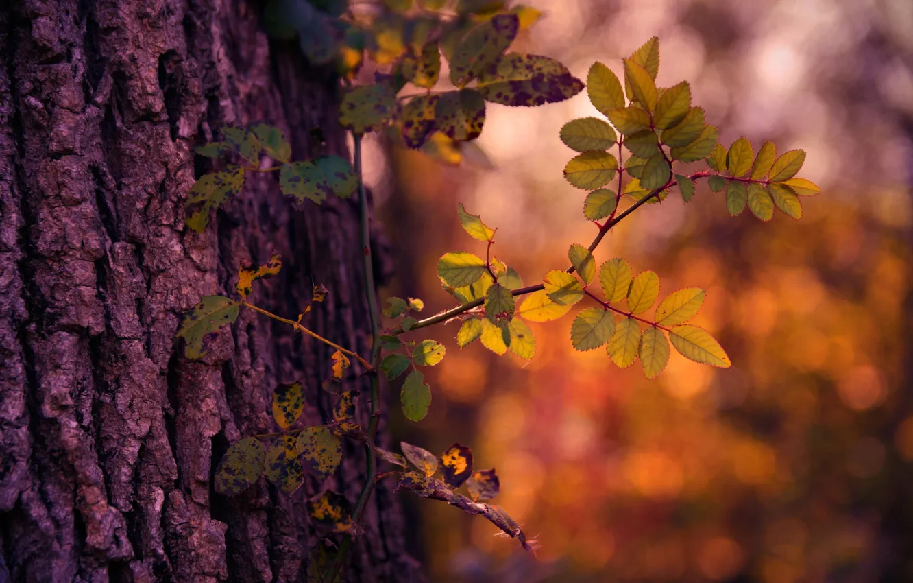 Photo wallpaper autumn, light, tree