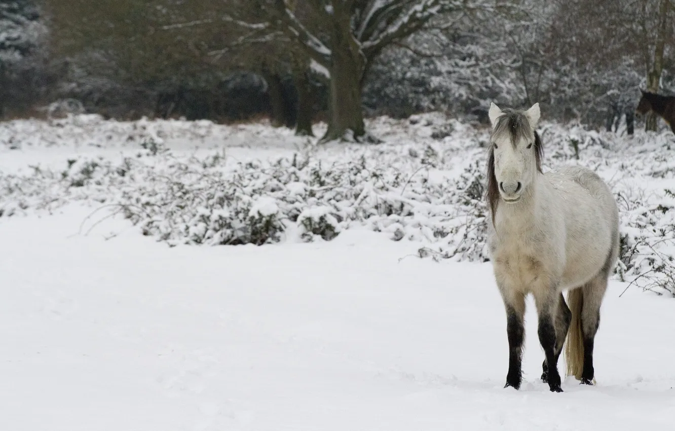 Photo wallpaper winter, snow, horse
