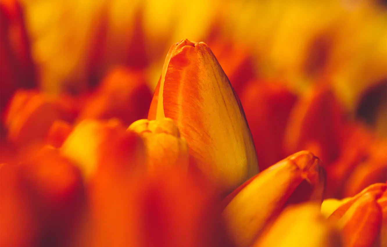 Photo wallpaper macro, orange, tulips, buds