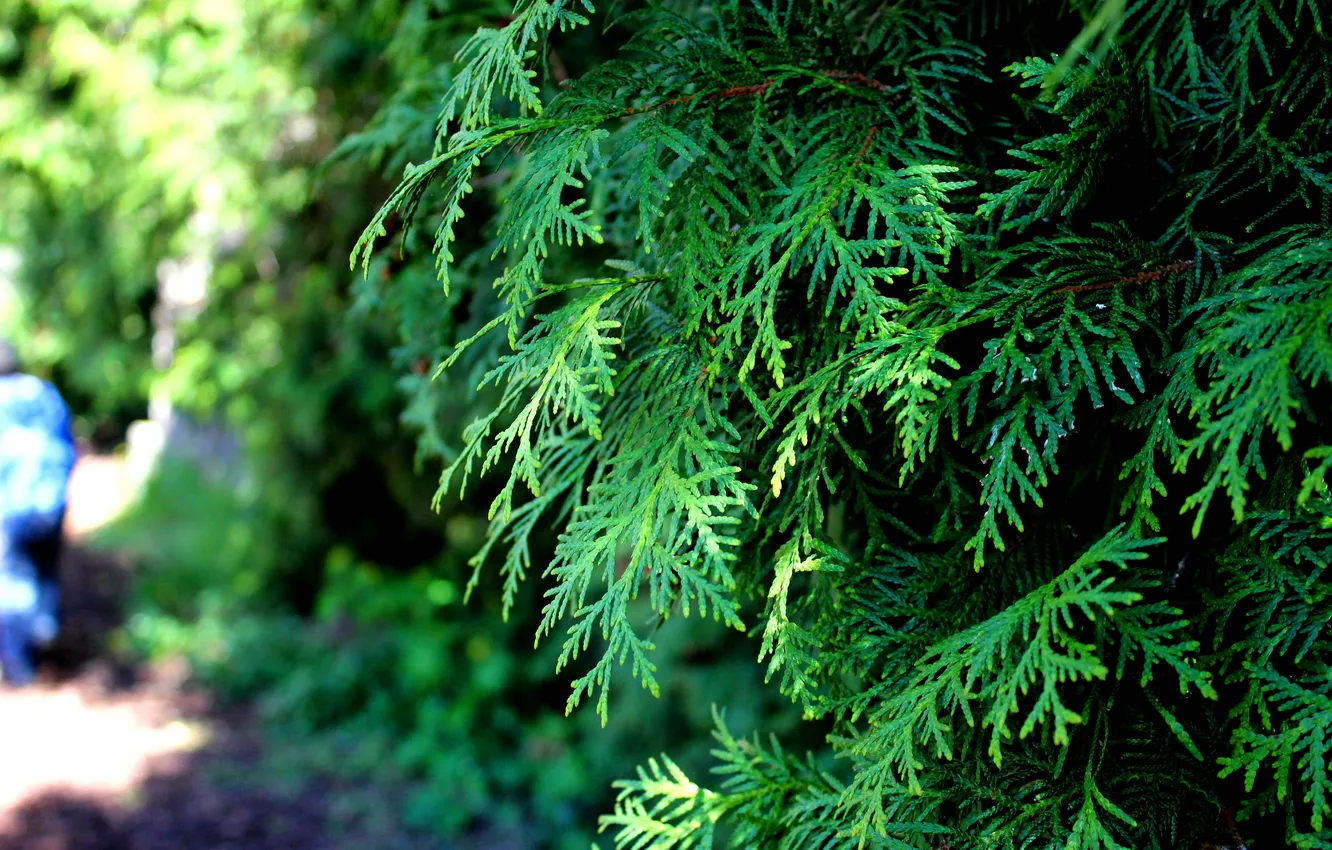 Photo wallpaper greens, trees, branches, spring