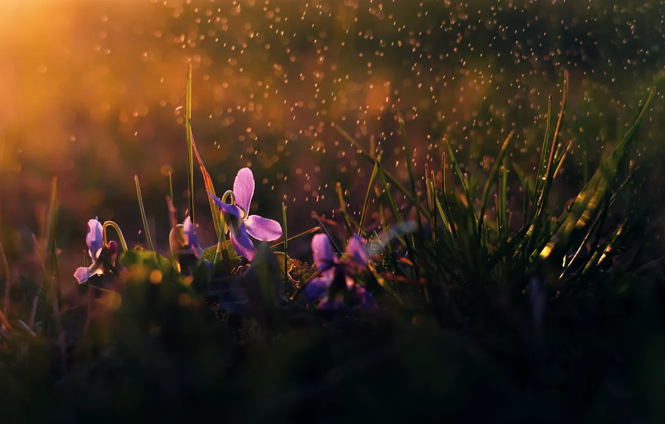 Photo wallpaper flowers, rain, morning