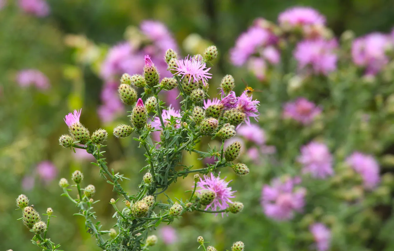 Photo wallpaper flower, pink, meadow