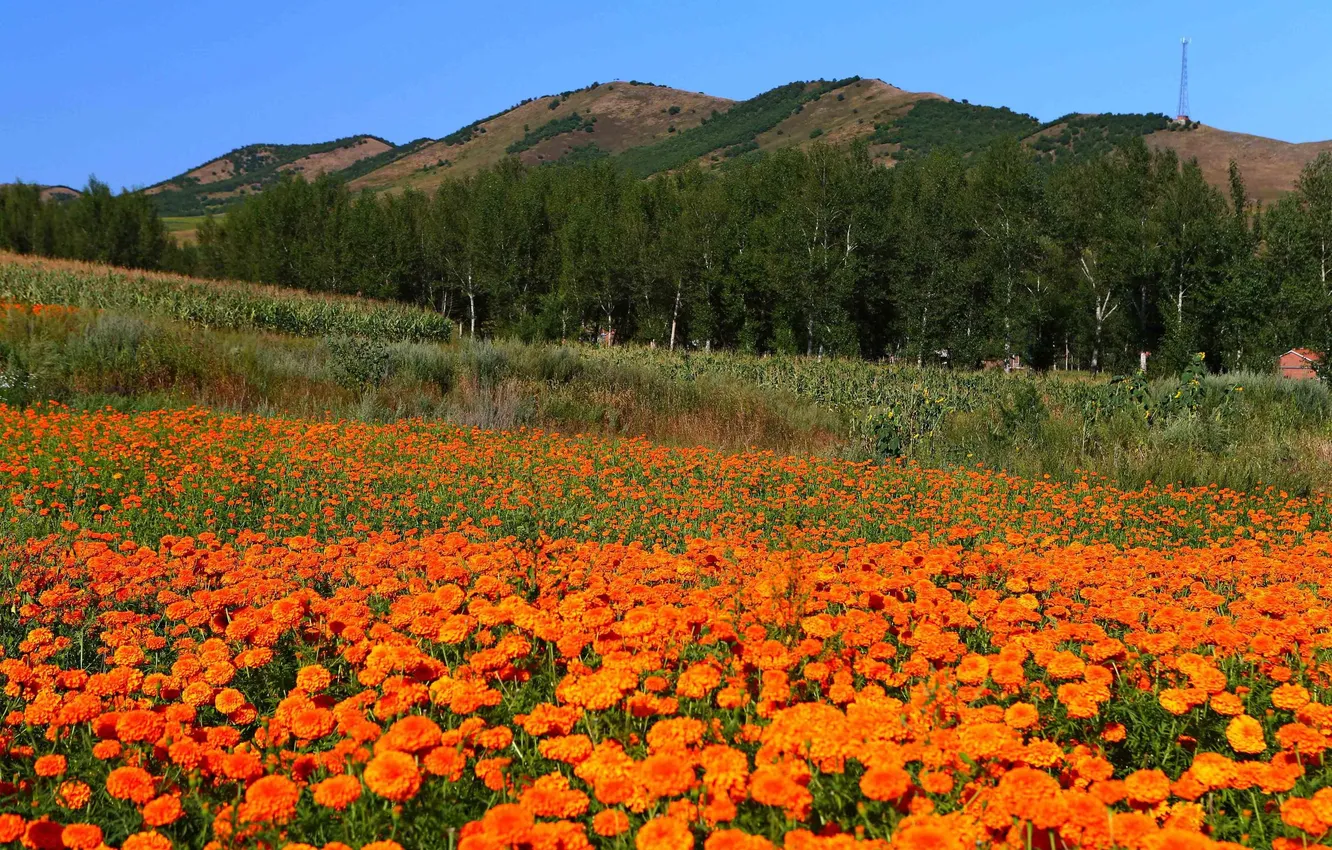 Photo wallpaper field, flowers, mountains