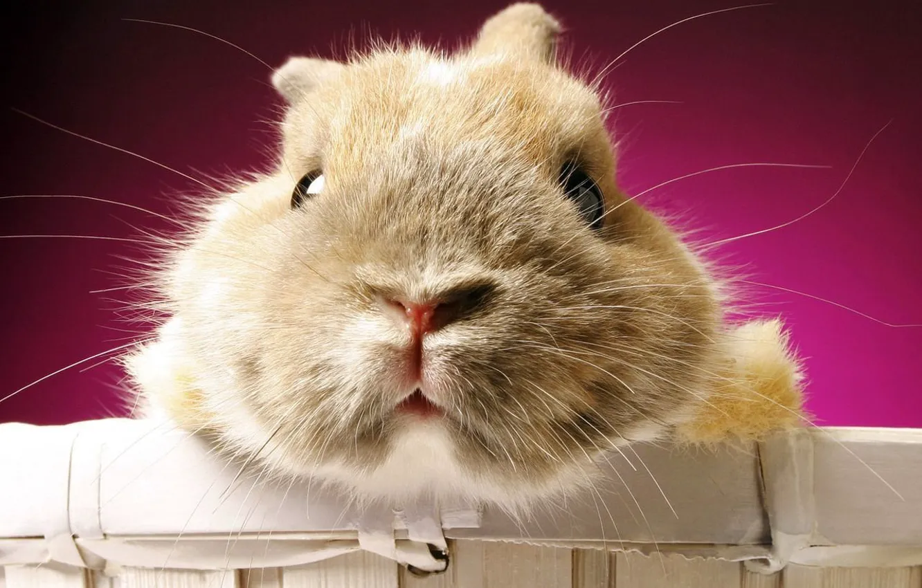 Photo wallpaper face, wool, Hamster