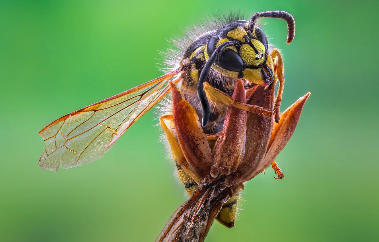 Photo wallpaper legs, wings, branch, insect