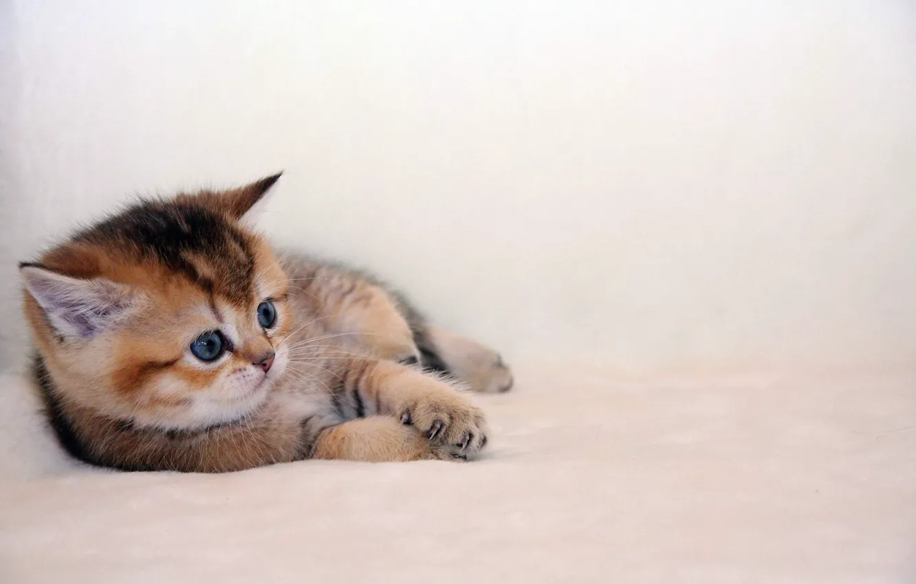 Photo wallpaper paws, claws, red, ears, kitty, kitty, blue-eyed, scared