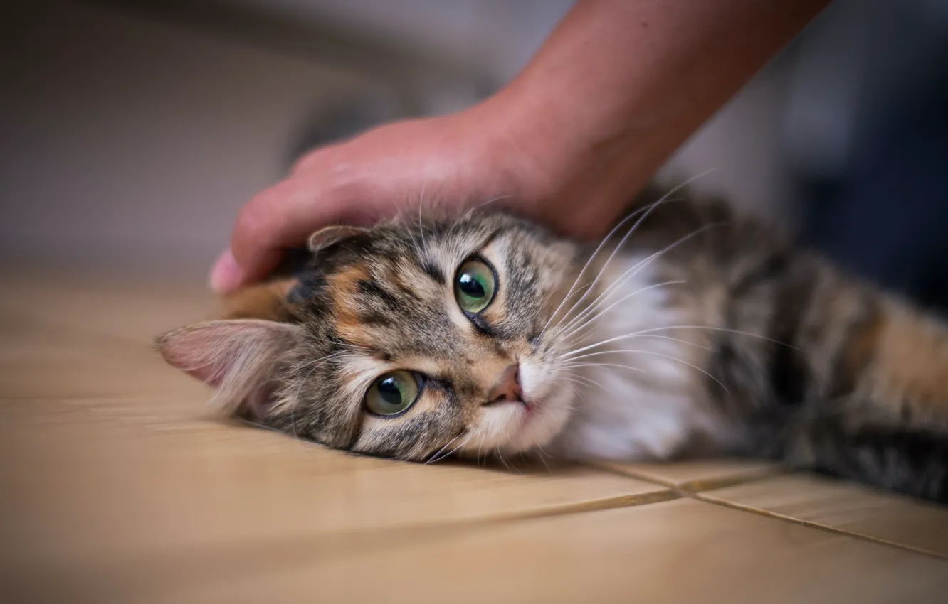 Photo wallpaper cat, cat, hands, weasel, the owner